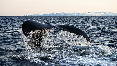 BB 14 0303 / Megaptera novaeangliae / Knølhval